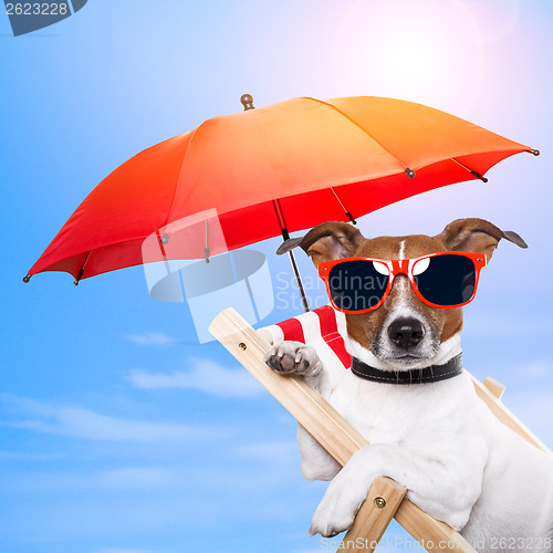 Image of dog sunbathing on a deck chair