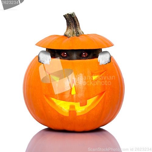 Image of halloween dog 