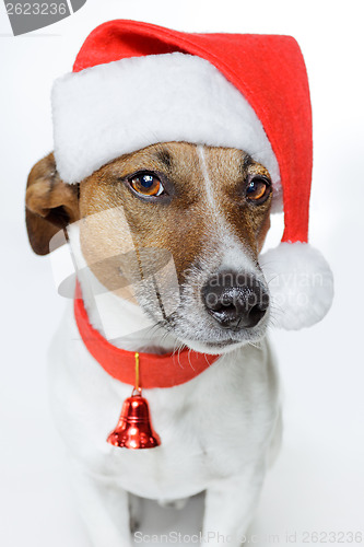 Image of christmas dog santa