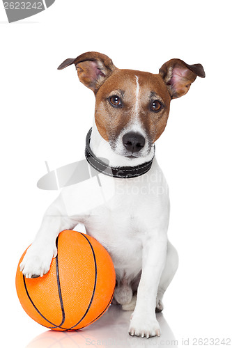Image of Basket ball  winner dog