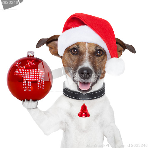 Image of santa dog with  christmas ball on paw