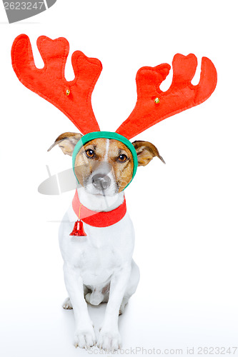 Image of dog as deer