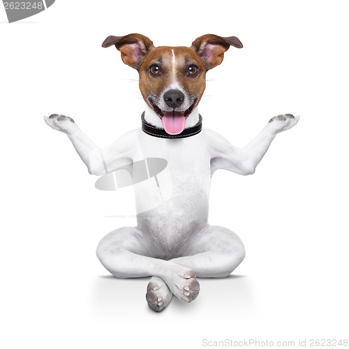 Image of yoga dog