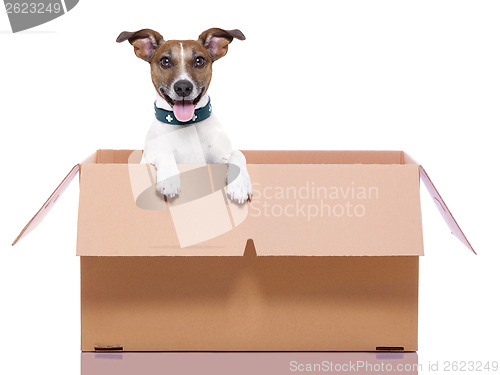 Image of moving box dog