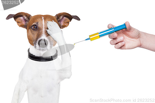 Image of dog vaccination