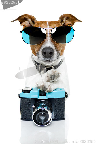 Image of dog photographer 