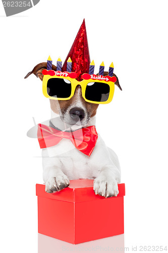 Image of birthday dog 