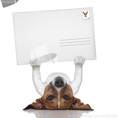 Image of mail dog 