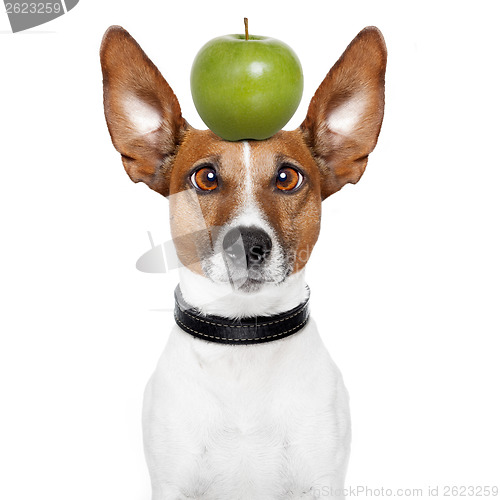 Image of crazy dog with big lazy eyes and an apple