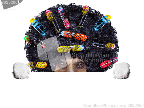 Image of hairdresser   dog with curlers