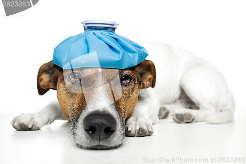 Image of sick dog fever pain