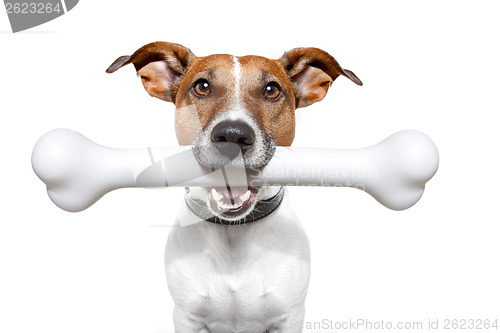 Image of dog with a white bone 