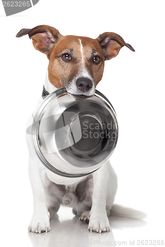 Image of hungry dog food bowl