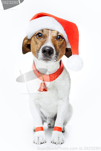 Image of christmas dog santa