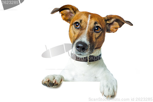 Image of dog banner placeholder