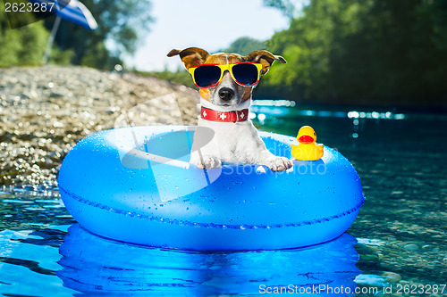 Image of beach dog