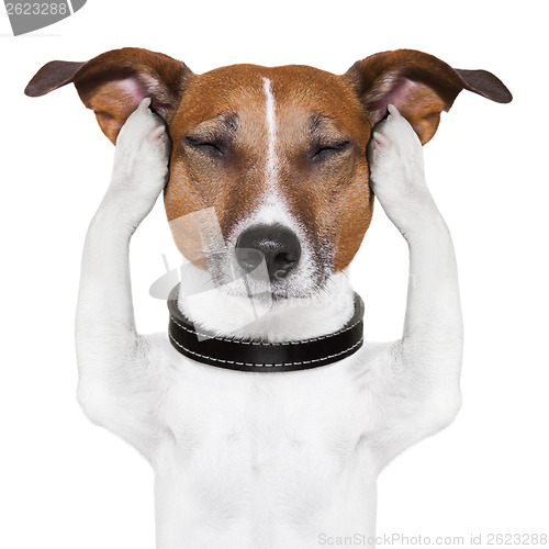 Image of dog meditation