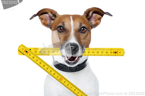 Image of handyman dog with a yellow folding ruler