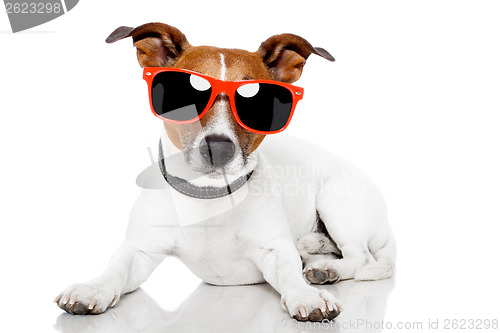 Image of dog with red schades on 