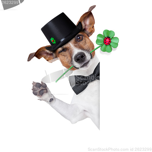 Image of lucky dog 