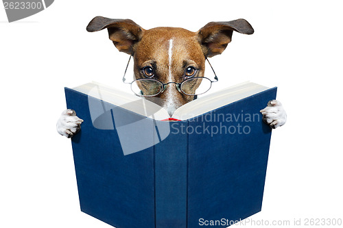 Image of reading book dog 