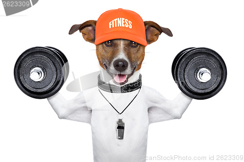 Image of fitness dog 
