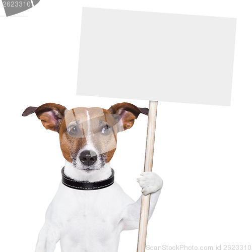 Image of banner dog