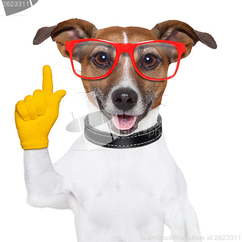 Image of smart school dog