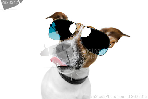 Image of dog with funny shades