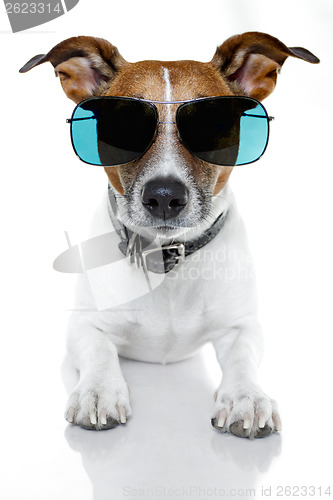 Image of dog with funny shades