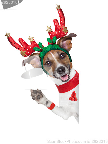 Image of reindeer dog