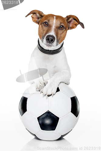 Image of dog with a white soccer ball