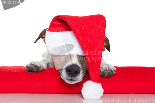 Image of christmas dog santa baby