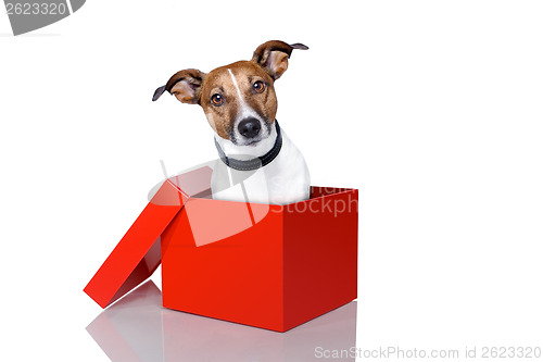 Image of dog in a box 