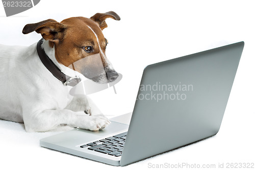 Image of dog computer 