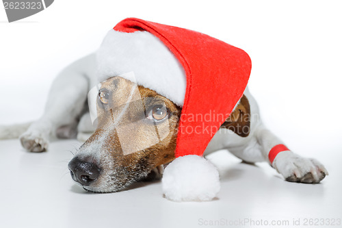 Image of christmas dog santa