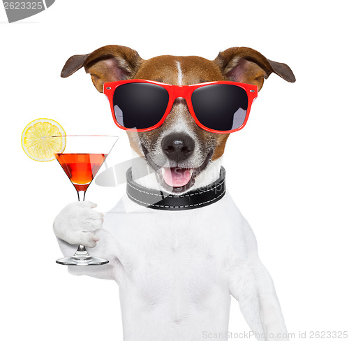 Image of funny cocktail dog 