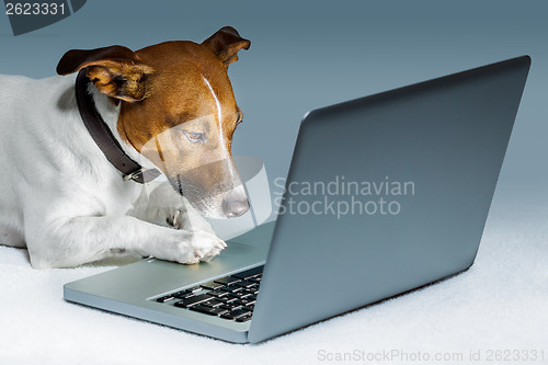 Image of dog computer 