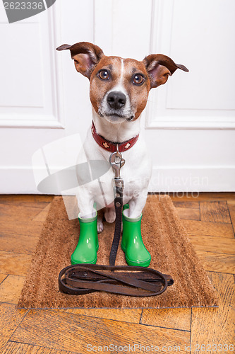 Image of  dog rubber rain boots