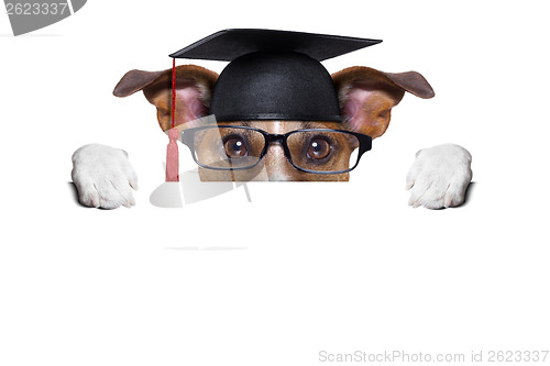 Image of graduate dog