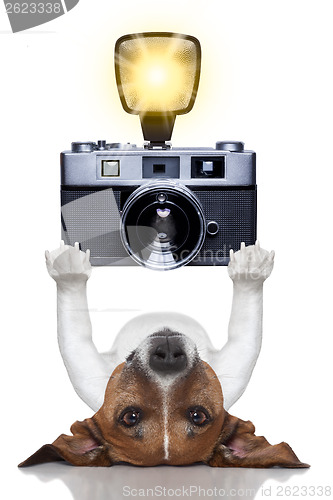 Image of dog photographer