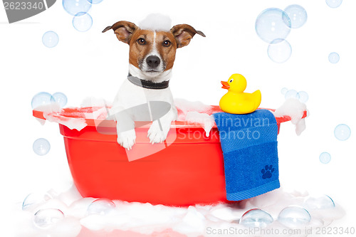 Image of Dog taking a bath in a colorful bathtub with a plastic duck