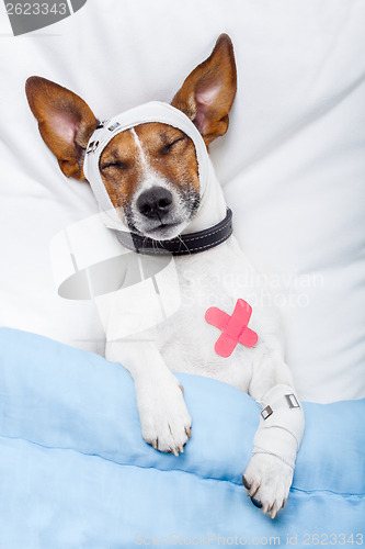 Image of Sick dog with bandages lying on bed