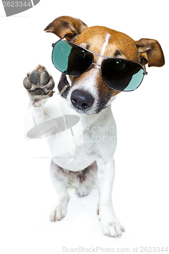 Image of dog with funny shades