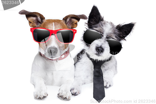 Image of two dogs very close together