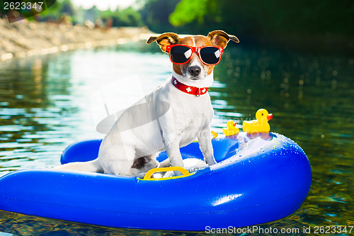 Image of summer beach dog