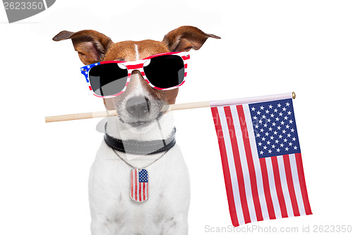 Image of american dog 