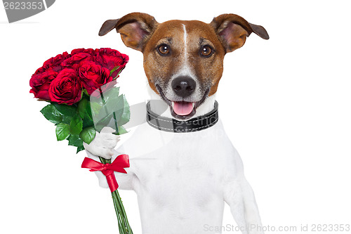 Image of valentine dog 