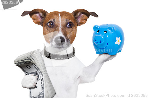 Image of money saving dog