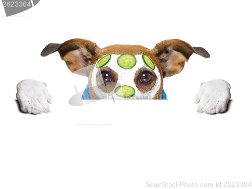 Image of wellness dog